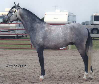 Gayfields Silver Sprocket at four years old