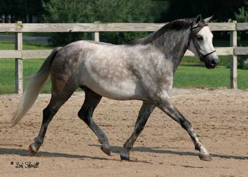 Ollie at Heartland Welsh Show, July 2006