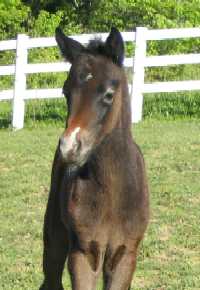 Razz at 9 days old