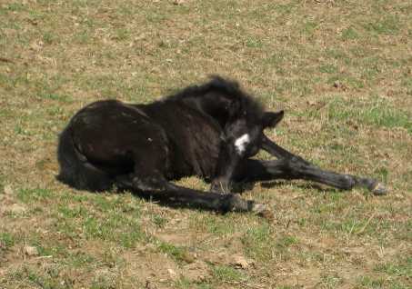 It is so much easier to graze when laying down!