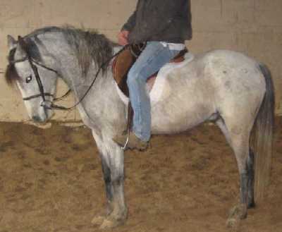 Zoot all tacked up, April 2008
