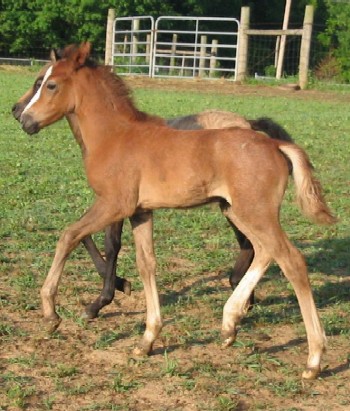 Mandy and Slip, one month old each