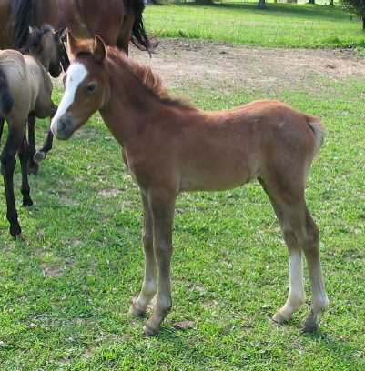 Mandy, one month old