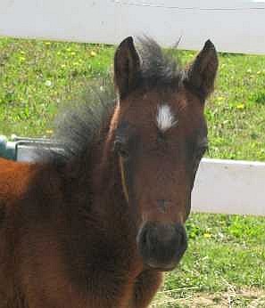 Marimba, one month old