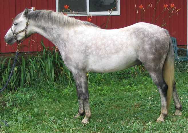 Ollie at home, July 2006