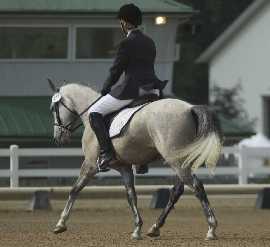 Zoot, Intro A National Dressage Pony Cup June 2008