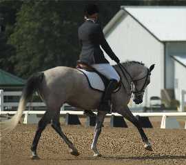 Zoot, Intro A National Dressage Pony Cup June 2008