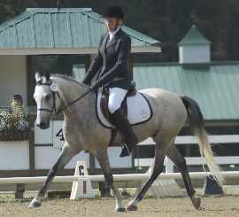 Zoot, Intro B National Dressage Pony Cup June 2008