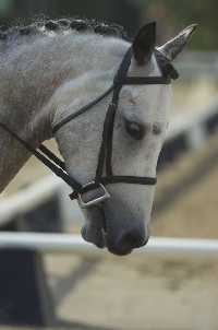 Zoot all braided for the National Dressage Pony Cup