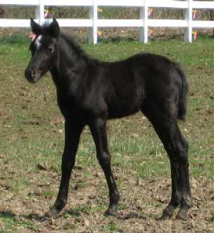 Sister in the pasture at 16 days old