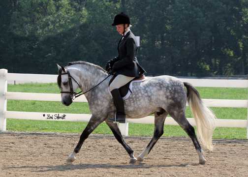 Gayfields Silver Sprocket under saddle with Missy Bedwell, Heartland show 2006