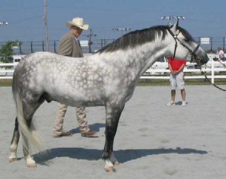 Sprocket in Open Halter, June 2007