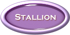 Stallion