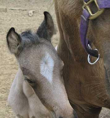 Deelie and Yellow Mare