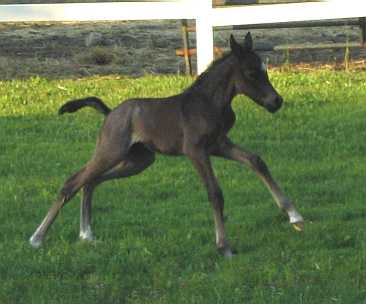 Zoot, 24 hours old