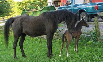 Zamboni and 21 year old mother, Zangi